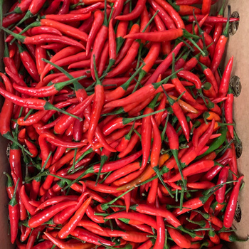 papryka chili red rawit świeża ostra Tajski! 100g